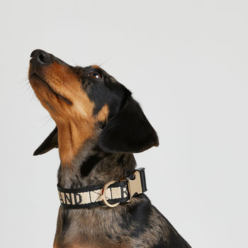 River Island Dog Webbing Collar